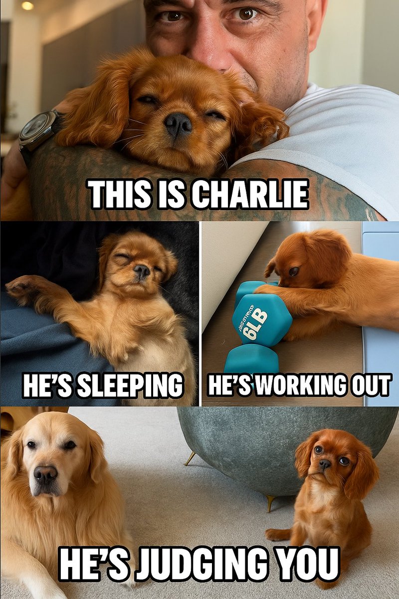 CharlieRoganSol's tweet photo. Charlie runs this house! https://t.co/rx7CITPX9t