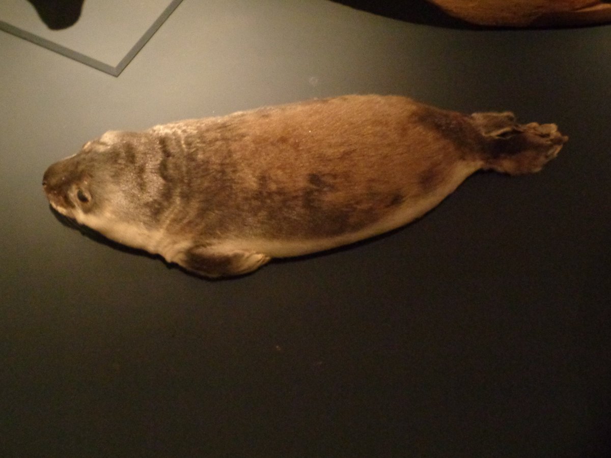 Seals, Stigma and Survival (@sealsandstigma) on Twitter photo When people debate the status of the EU ban on seal products, much attention is given to EU consideration for Indigenous rights through the Inuit Exception, but is the exception fit for purpose? Read to learn more survivingsealingstigma.com/2025/08/16/the… <a href="/GOVofNUNAVUT/">Government of Nunavut</a> <a href="/GreenlandEU/">Greenland in EU</a> <a href="/ICC_Canada/">ICC Canada</a> When people debate the status of the EU ban on seal products, much attention is given to EU consideration for Indigenous rights through the Inuit Exception, but is the exception fit for purpose? Read to learn more survivingsealingstigma.com/2025/08/16/the… <a href="/GOVofNUNAVUT/">Government of Nunavut</a> <a href="/GreenlandEU/">Greenland in EU</a> <a href="/ICC_Canada/">ICC Canada</a>