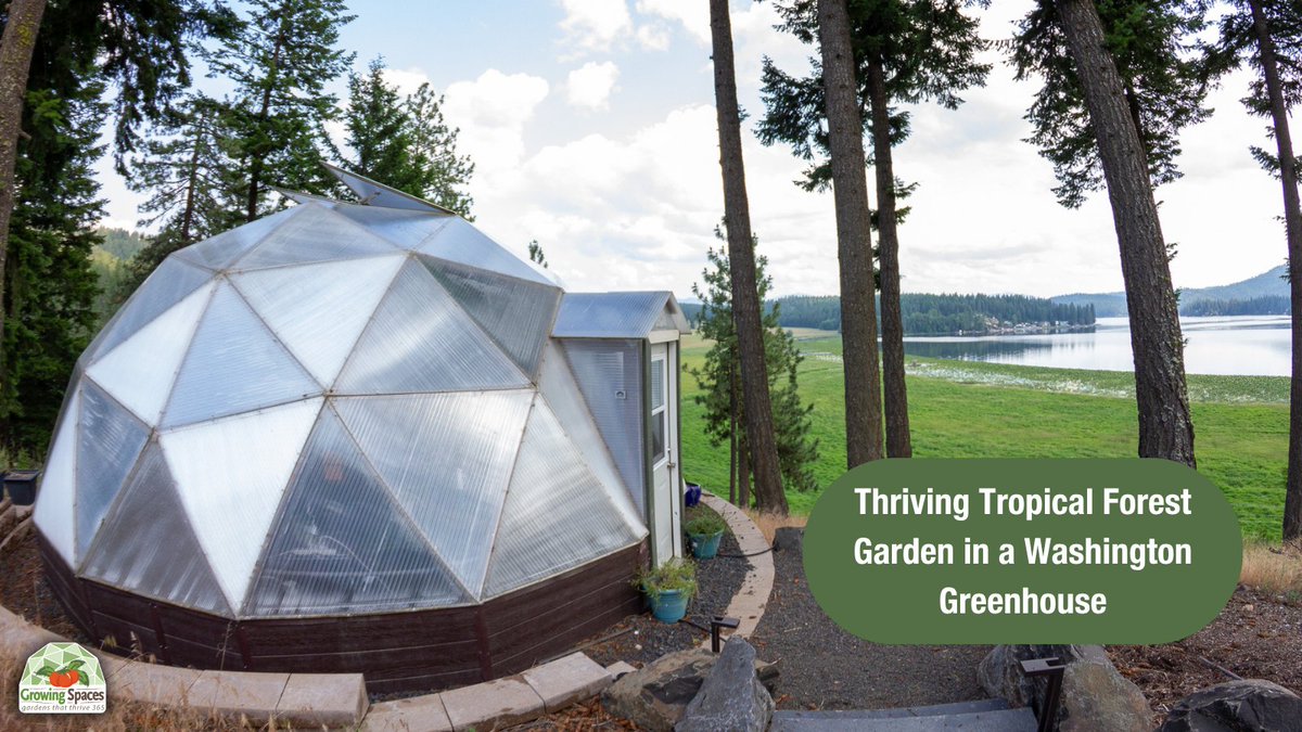 Discovering hidden gems in Washington state.
Like this lush forest garden in a greenhouse by Newman Lake, where tropical plants thrive in a Growing Dome year-round.
#washingtonstate #GrowingSpaces #naturelover #gardeninspiration