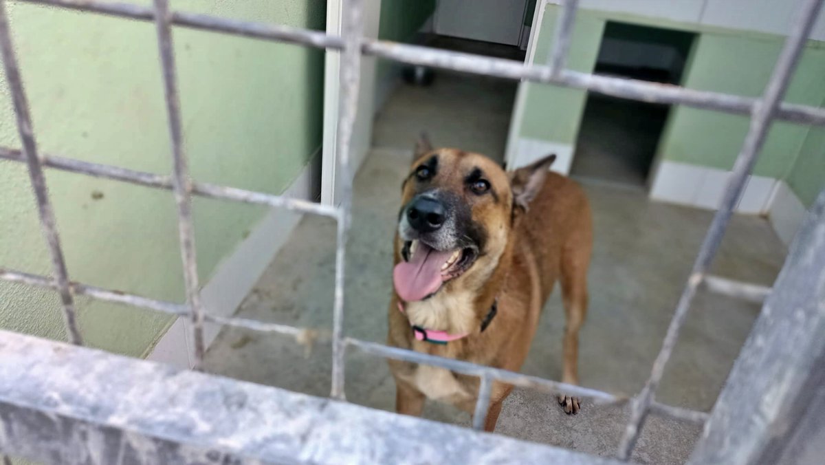 #Jaén
#MERCURIO tiene solo 7 añitos. Fue "cedido", (abandonado), en la prote, porque su familia no podía hacerse cargo.....😒

Es un perrazo robusto, inteligente, elegante y expresivo, con bastante temperamento e instinto protector.

Sociable con personas y perros fuera de su