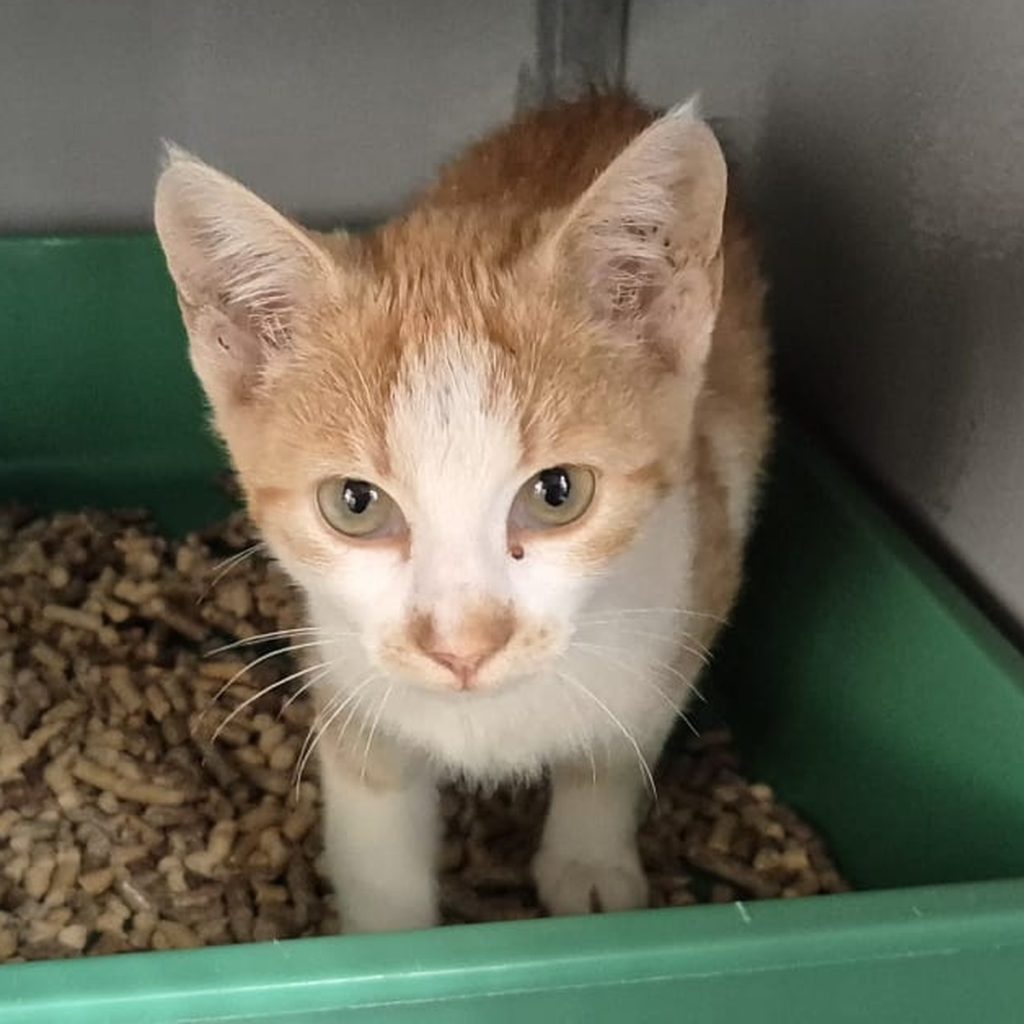 Ontvangst op 28-7-2025
Zwolle,
Hoekserflaan/ Oudeweg/ Wijthmenerplas.

Poes
Geen halsband
Geen chip aangetroffen
1.4 kilo | veel vlooien.