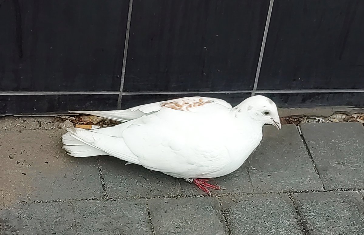 Can anyone help here please -- is this, with a showing of brown feathers, could this be a Bohemian Tiger pigeon?