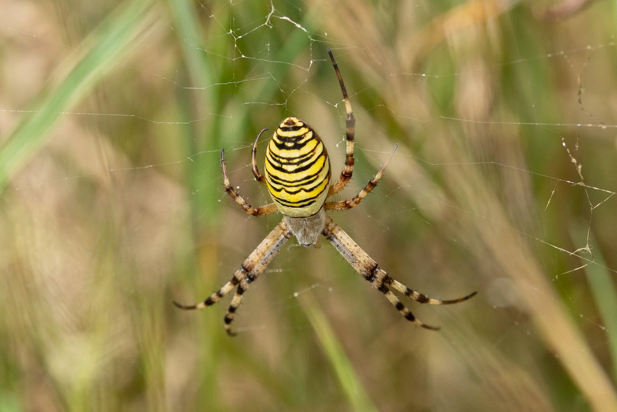Our first Wasp Spider seen in Warwickshire today. Note the disparity in rear leg size for some reason.