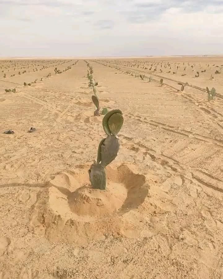 سعر برميل النفط ب 100$ وسعر برميل زيت الزيتون ب 1000$!. ازرعوا الصحراء الشاسعة دعوا الشباب تزرع الزيتون و التين الشوكي والسدر.
#حملة_خليها_تخضر_لاستزراع صحراء الانبار  والناصرية 
والسماوة والنجف و كربلاء و صلاح الدين و الموصل.
#الفكرة_عجبتني
