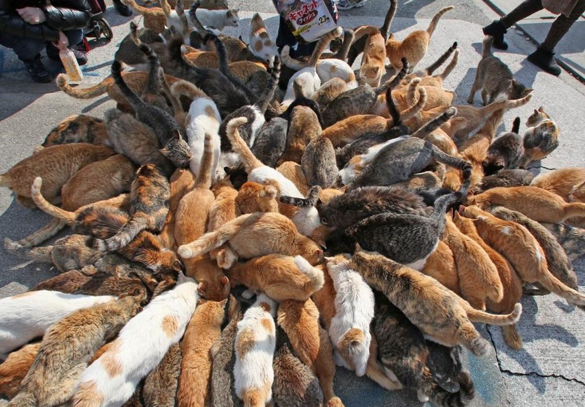 In Giappone, esiste un'isola abitata quasi esclusivamente da gatti.

Si chiama Aoshima e conta solo una manciata di residenti umani, ma centinaia di felini vagano liberi ovunque.

È diventata una meta per amanti dei gatti da tutto il mondo.
