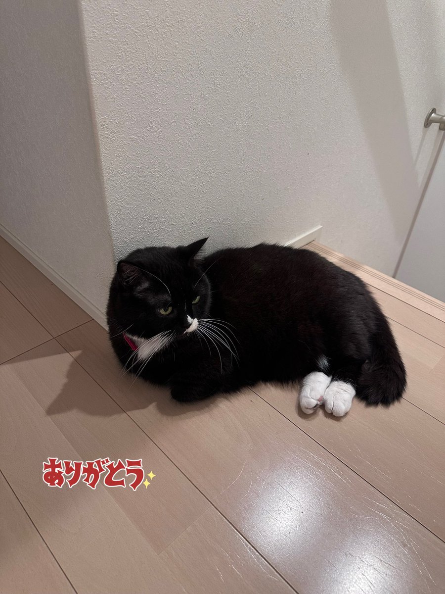 ねここ ねここ (@necoko_10) / X