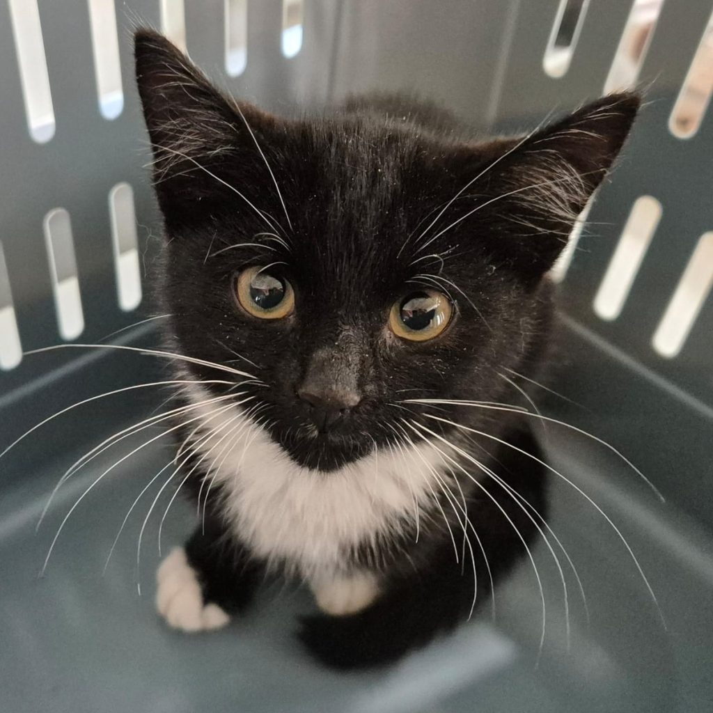 Ontvangst op 29-7-2025

Zwolle,
Dijkgraafhof.

Poesje
Geen halsband
Geen chip aangetroffen
1 kilo