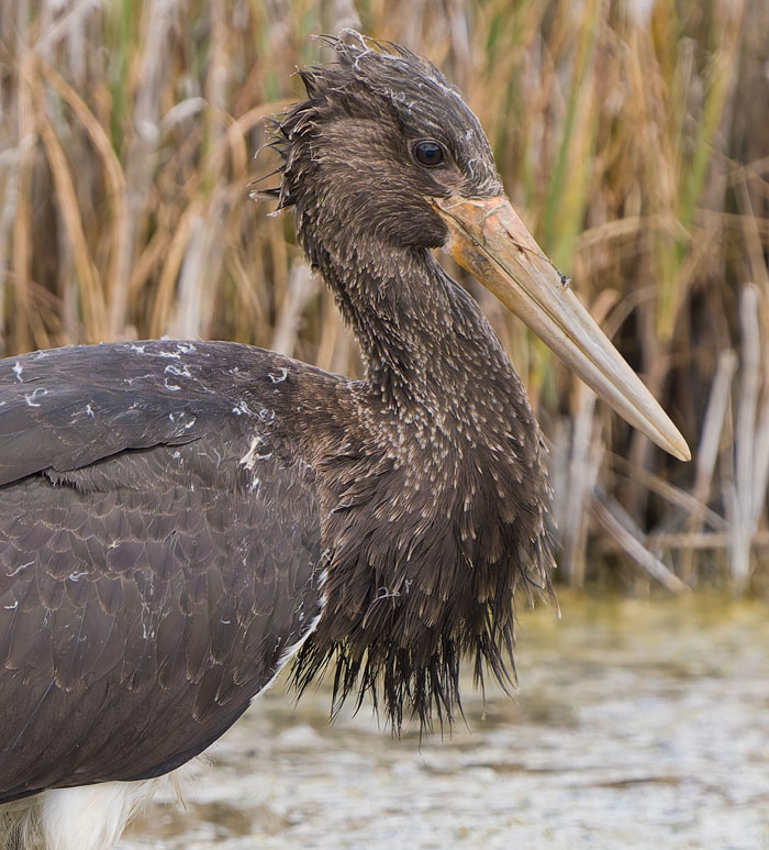 If you like your birds rare, big, spectacular and close, the Boyton Marshes Black Stork is for you. This afternoon it was feeding completely unconcernedly at down to 6ft range! (More pics on cleybirds.com tomorrow.)