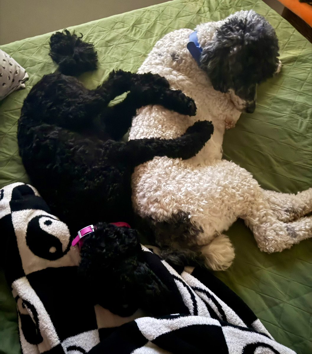 pblanca1023's tweet photo. Harper is our PHD, independent, classy lil lady &amp; Henry is our D1 College Athlete, goofball, social butterfly https://t.co/KNncDT1BfZ