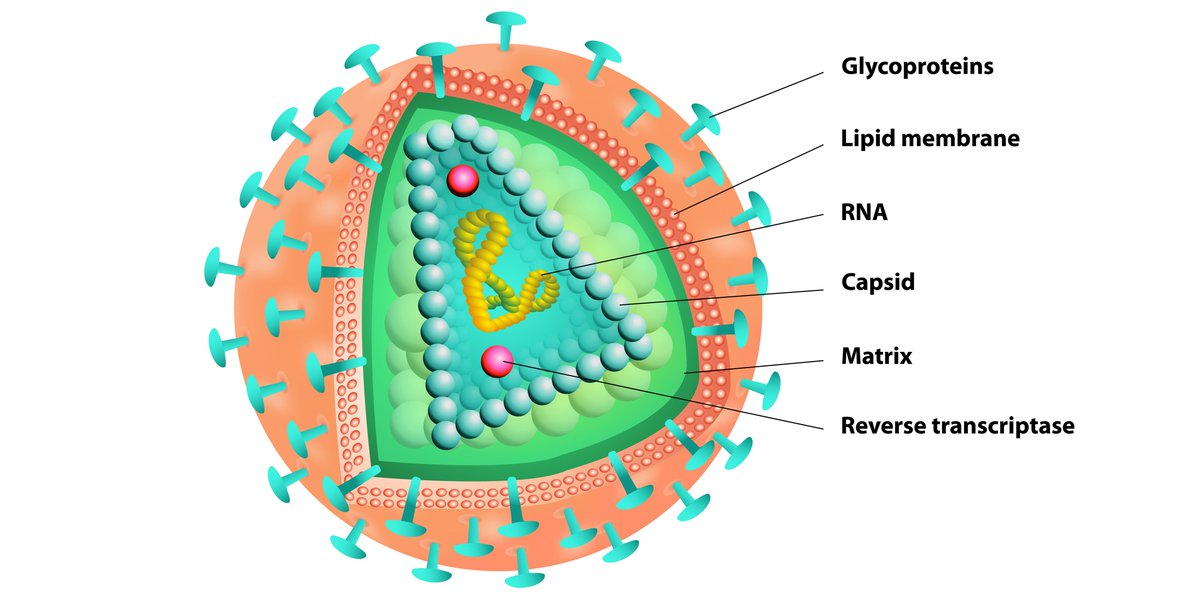 TheBodyPro (@bodyprohiv) on Twitter photo Should people with HIV interrupt treatment for cure research? ATI trials pose long-term risks, but most lack follow-up beyond 10 years. bit.ly/3PV5rzC #HIVResearch #Bioethics #AntiretroviralTherapy #HIVCure #HIV <a href="/amaya_pb/">Amaya Perez-Brumer</a> <a href="/TheLancetHIV/">The Lancet HIV</a> <a href="/UCSD/">UC San Diego</a> Should people with HIV interrupt treatment for cure research? ATI trials pose long-term risks, but most lack follow-up beyond 10 years. bit.ly/3PV5rzC #HIVResearch #Bioethics #AntiretroviralTherapy #HIVCure #HIV <a href="/amaya_pb/">Amaya Perez-Brumer</a> <a href="/TheLancetHIV/">The Lancet HIV</a> <a href="/UCSD/">UC San Diego</a>
