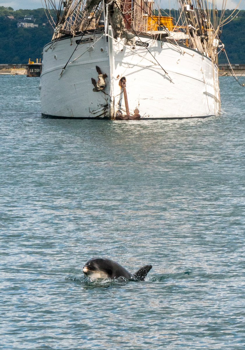 Le trois mâts le Français et Randy dans le port de Brest .