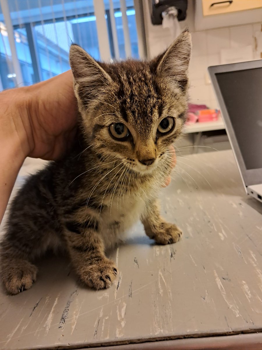 Ontvangst op 30-7-2025

Zwolle,
Lippestraat.

Katertje
Geen halsband
Geen chip aangetroffen
750 gram.