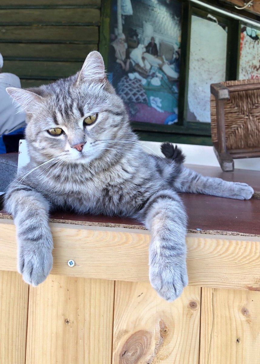 ALPHAsan66's tweet photo. @AnnoyedAndMoody Benim kedi daha çok overthinkliyo 😅 https://t.co/AOor1y3ZxN