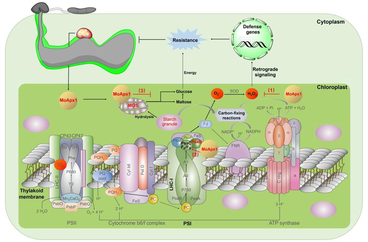 ThePlantCell's tweet photo. The multifunctional ascorbate peroxidase MoApx1 secreted by Magnaporthe oryzae mediates the suppression of rice immunity (Muxing Liu , Ziqian Guo , Jiexiong Hu , Yuke Chen , et al) https://t.co/SF3KnFx4lw #@ASPB #PlantSci https://t.co/2kCAzbJL80