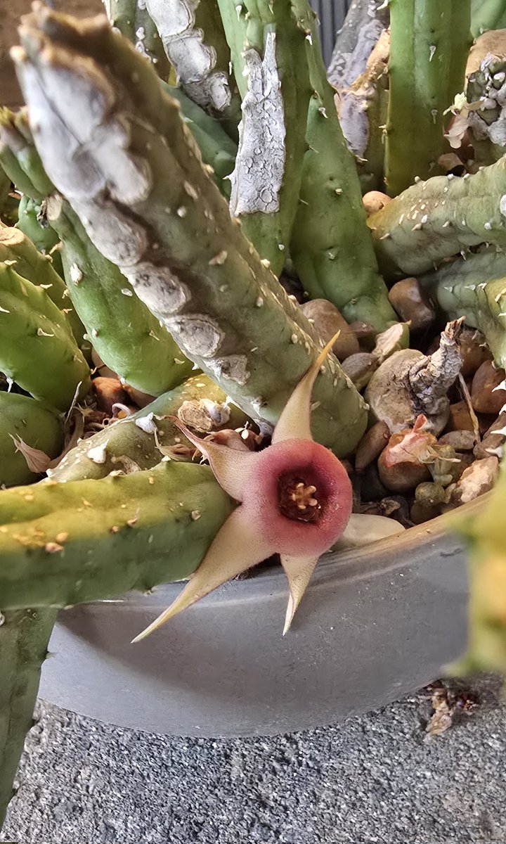 Huernia procumbens🪴💚