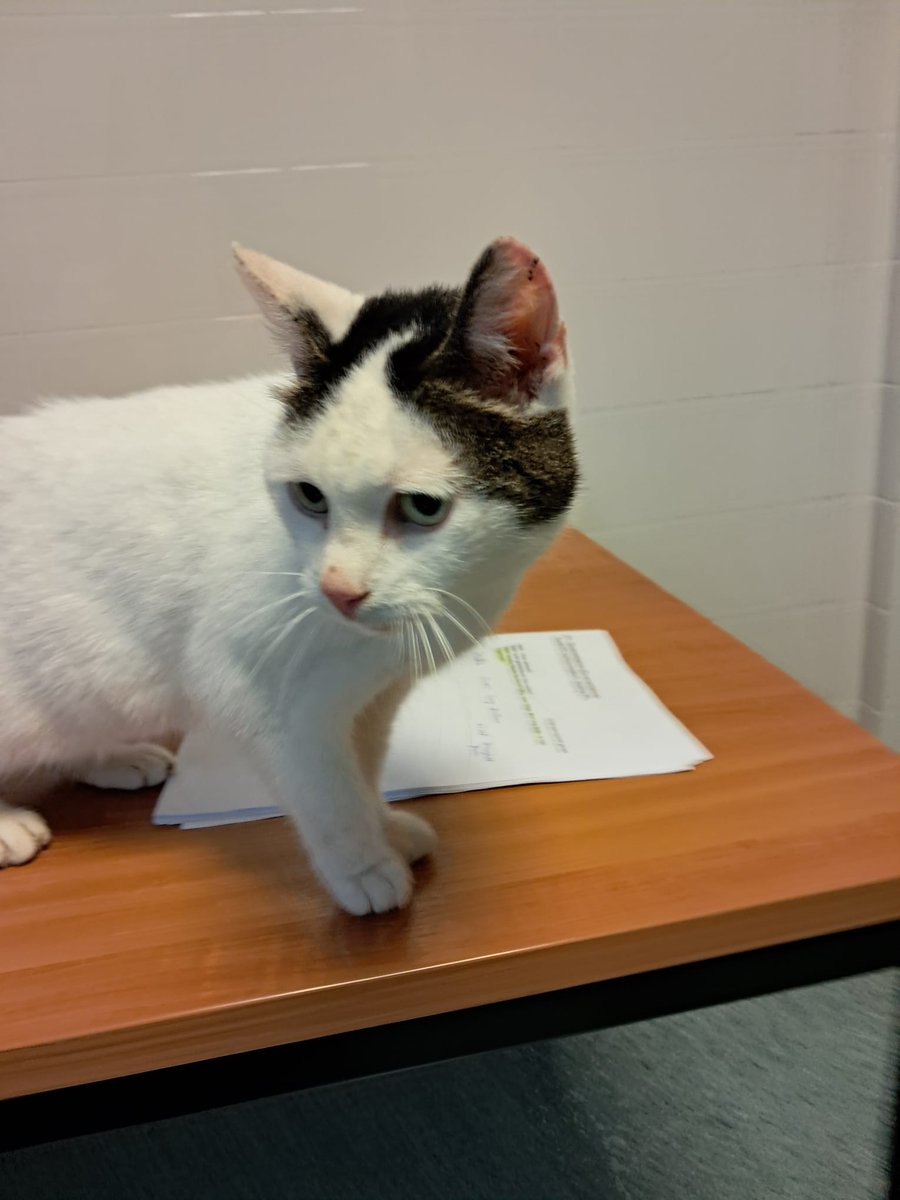 Ontvangst op 30-7-2025

Laag Zuthem,
Kolkweg.

Poes
Geen halsband
Geen chip aangetroffen
2,59 kilo