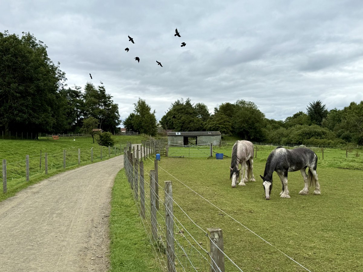 There’s nothing like a long walk in beautiful nature to benefit our mind, body &amp; soul. 

Fields of pink/purple are far as the eye can see, the rush of a waterfall and animal friends. 

Enjoy today’s walking sights! 😍

#landscapephotography #NatureTherapy #NaturePhotography