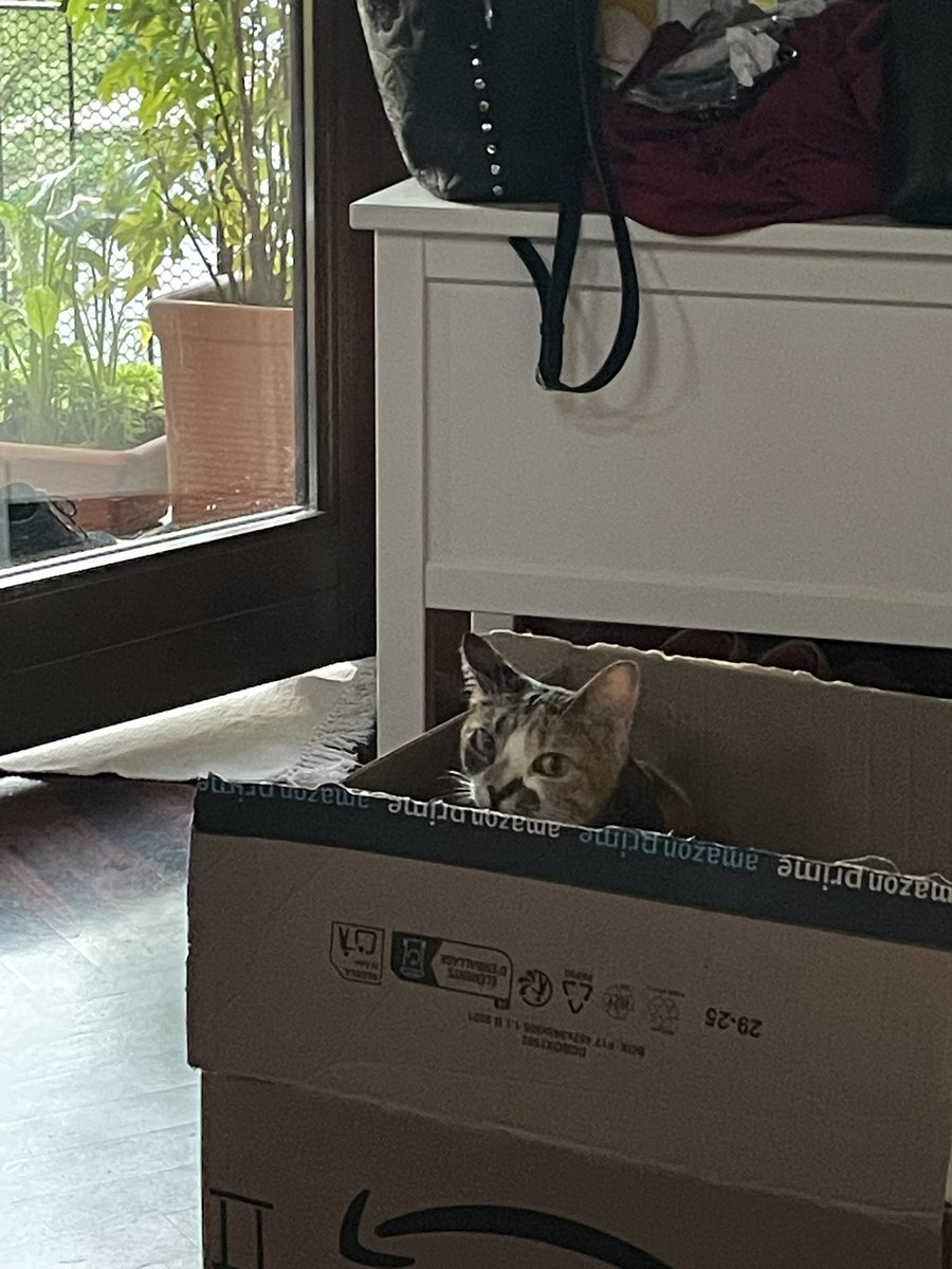 Mirella 🐈⬛🐈🐈⬛ tweet media