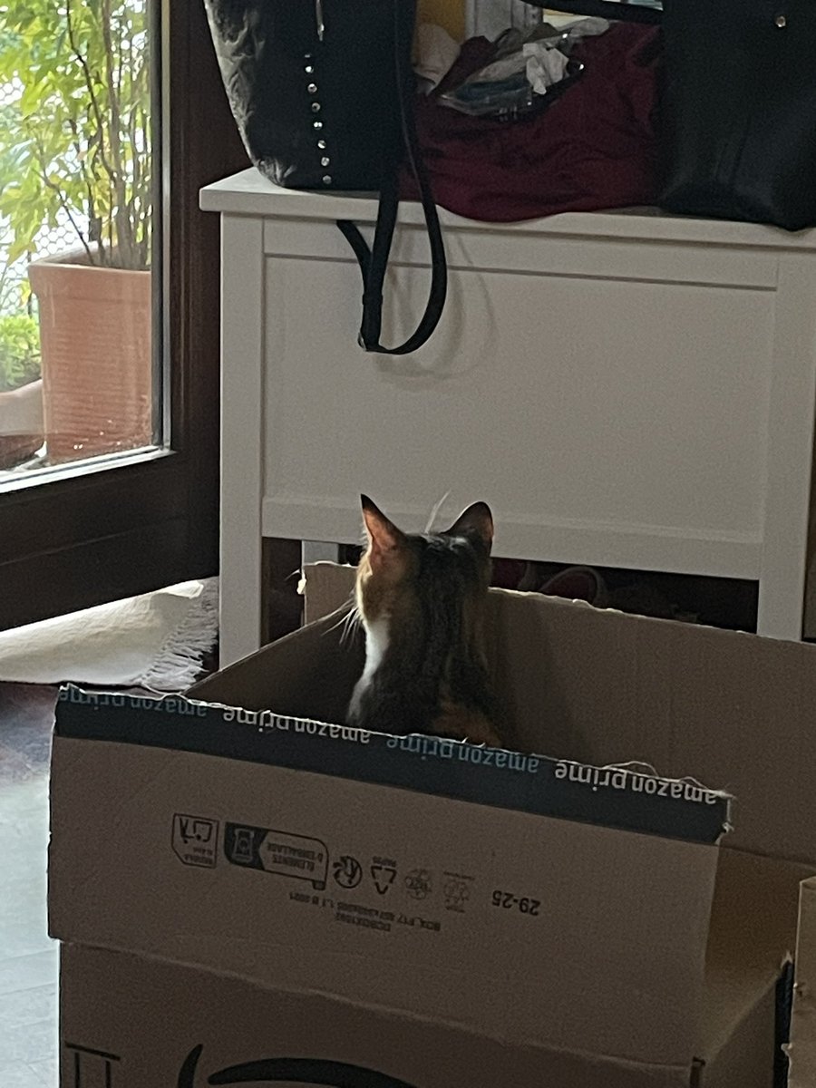 Mirella 🐈⬛🐈🐈⬛ tweet media