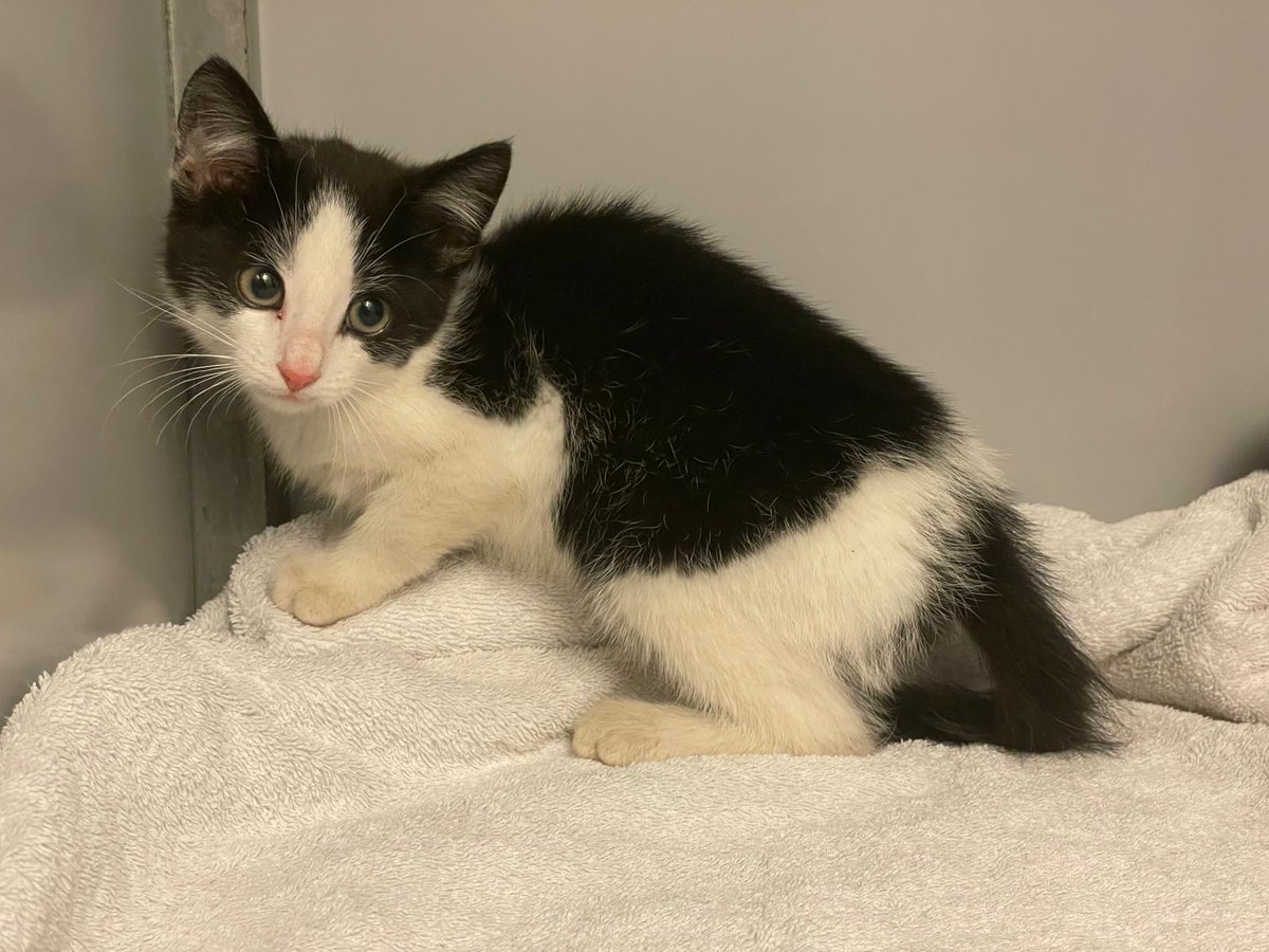 Ontvangst op 30-7-2025

Zwolle,
Lippestraat.

Geslacht volgt
Geen halsband
Geen chip aangetroffen