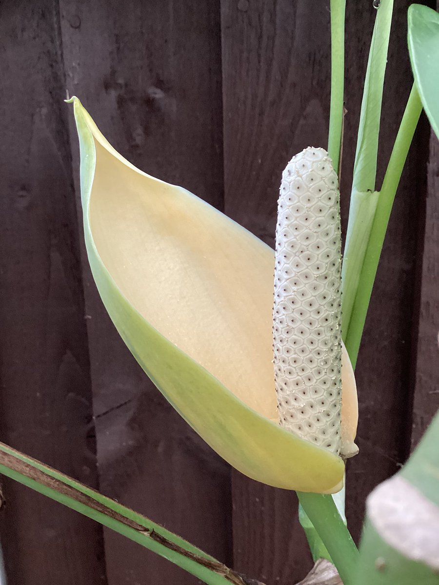 Rhaphidorphora peepla 
Flowering in the plant port today where it stays summer and winter without any heating .