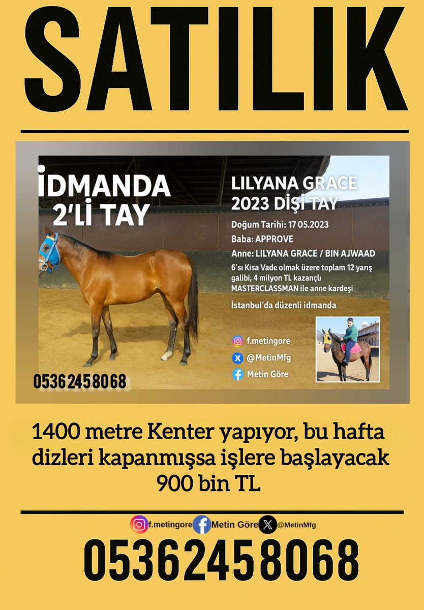 MetinMfg's tweet image. #Approve Dişi tayı İstanbul'da idmanda, #Masterclassman ile kardeş @varmitalip @AVEOTO @AtcilikKtp