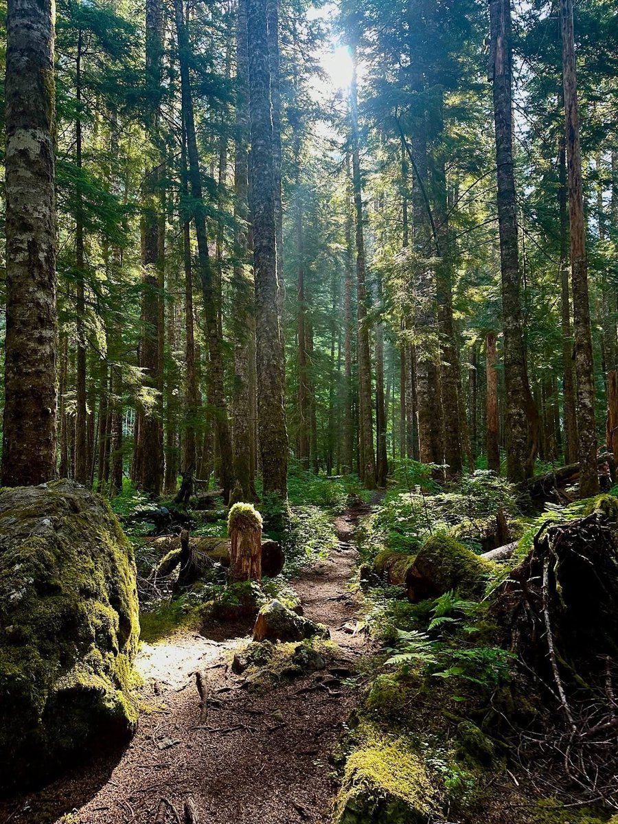 Where the light comes in 
#peace #forest #nature