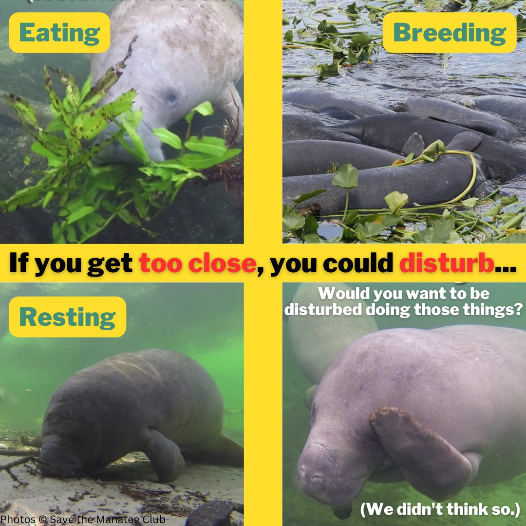 If you see a manatee - Be cool!
July is Parks and Recreation Month - so remember to mind your manatee manners when encountering a manatee in the wild while recreating!