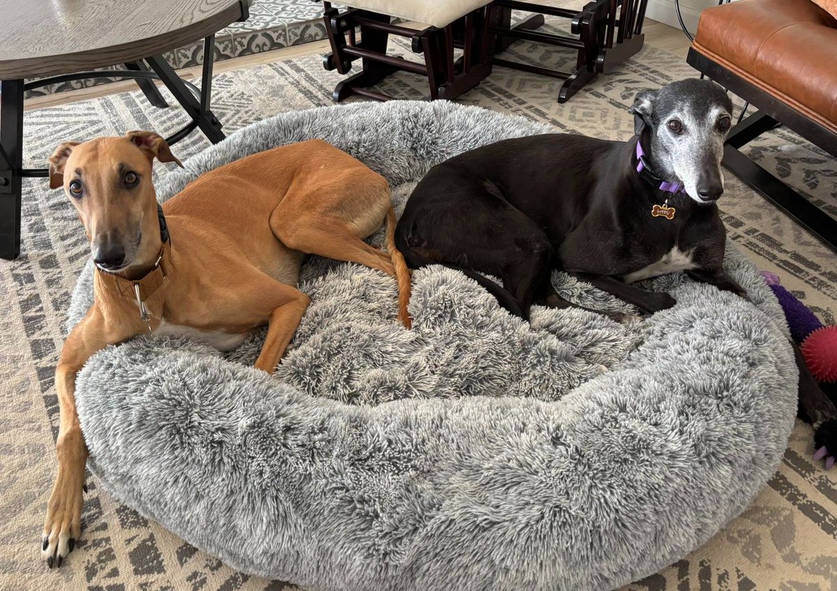 Congratulations to Fly (right) on finding her forever home with her former foster family and Greyhound buddy, Pancho, in New Mexico. She will now be known as Lady.  #Greyhounds #AdoptionDay