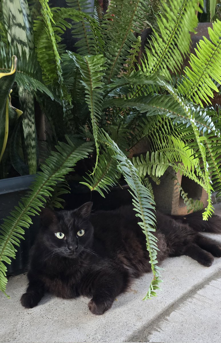 Adorable 🐱😸😻
Estrella 🌟