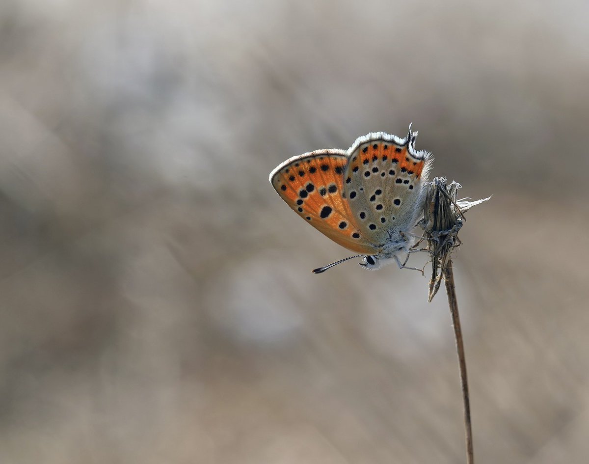 Lesser Fiery Copper (Lycaena thersamon) in Greece 🇬🇷