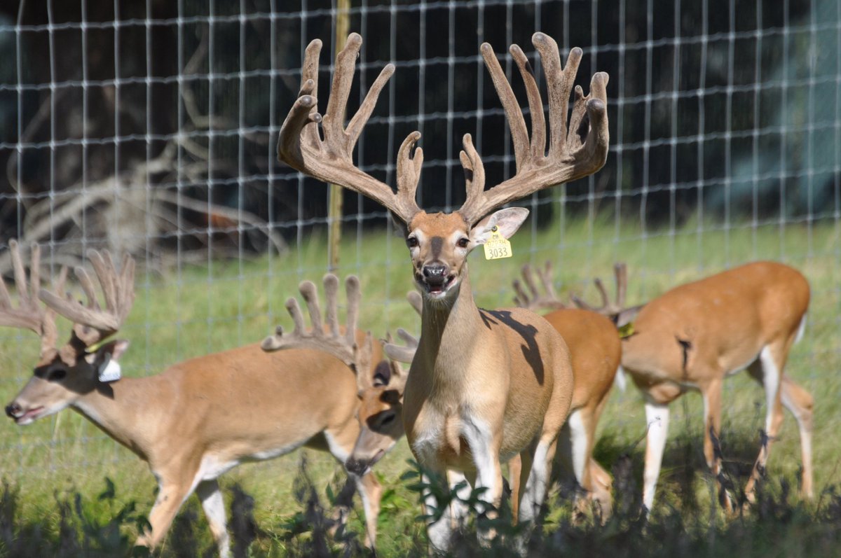 Big Rack Ranch tweet media