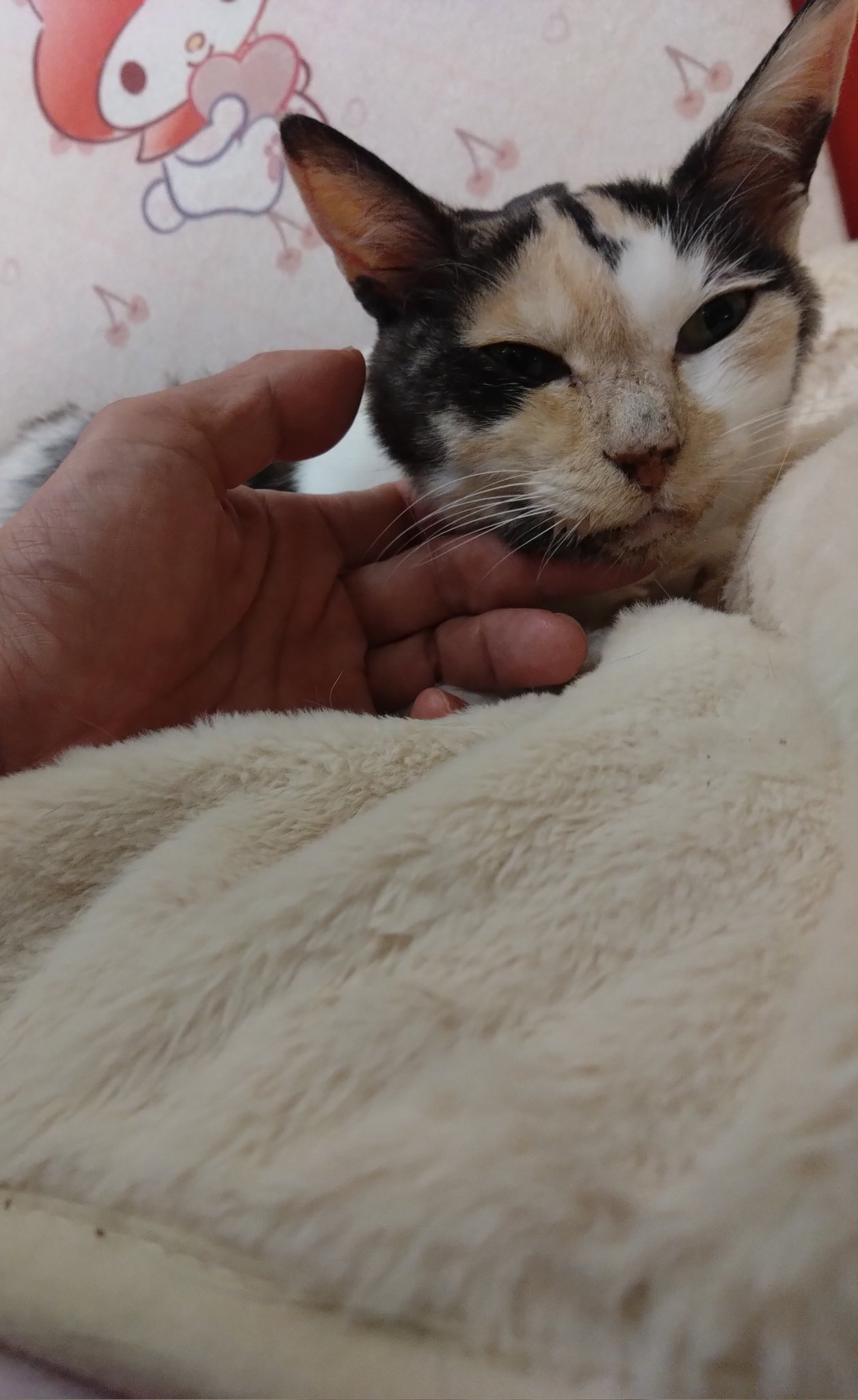 ミケねこ シナダグローバル】 もちねこ Mサイズ ミケ 【ねこ】 - 【ぷちぽ