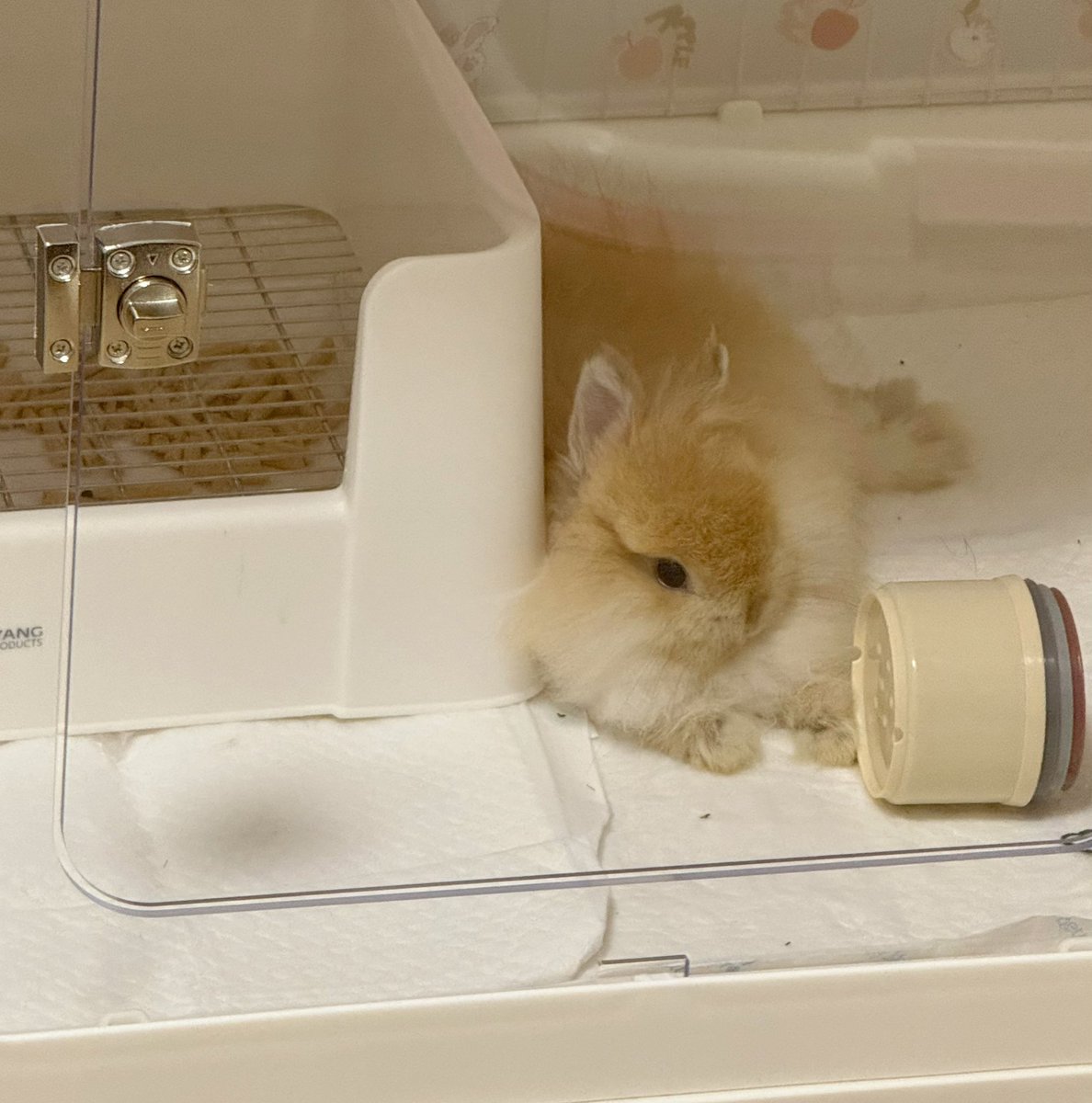 炸雪機動盒 tweet media