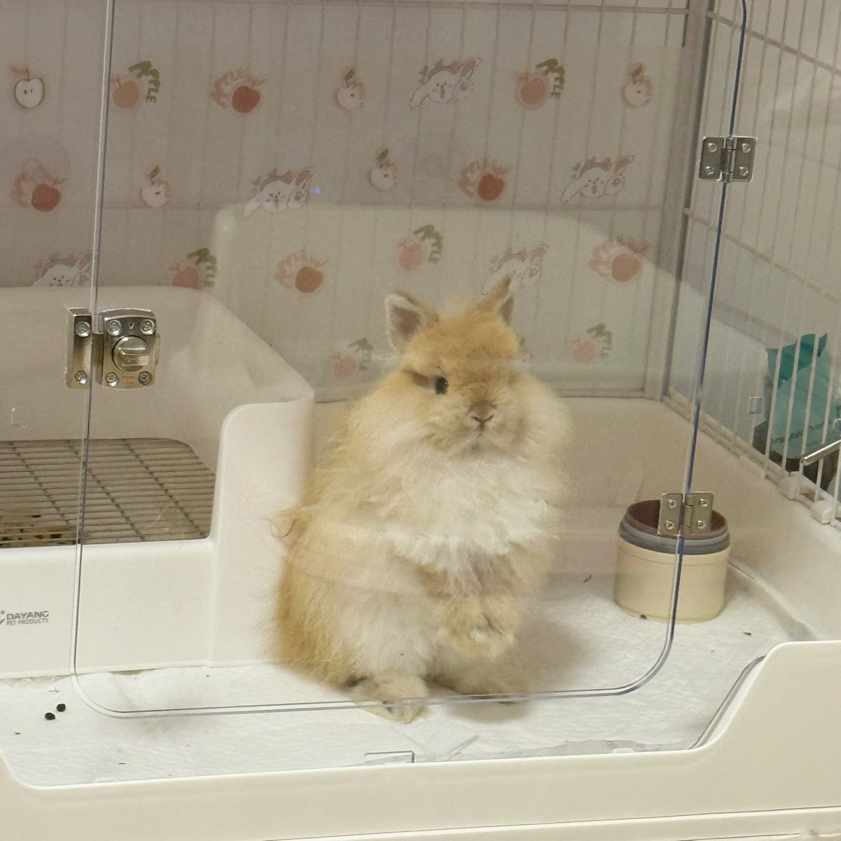 炸雪機動盒 tweet media