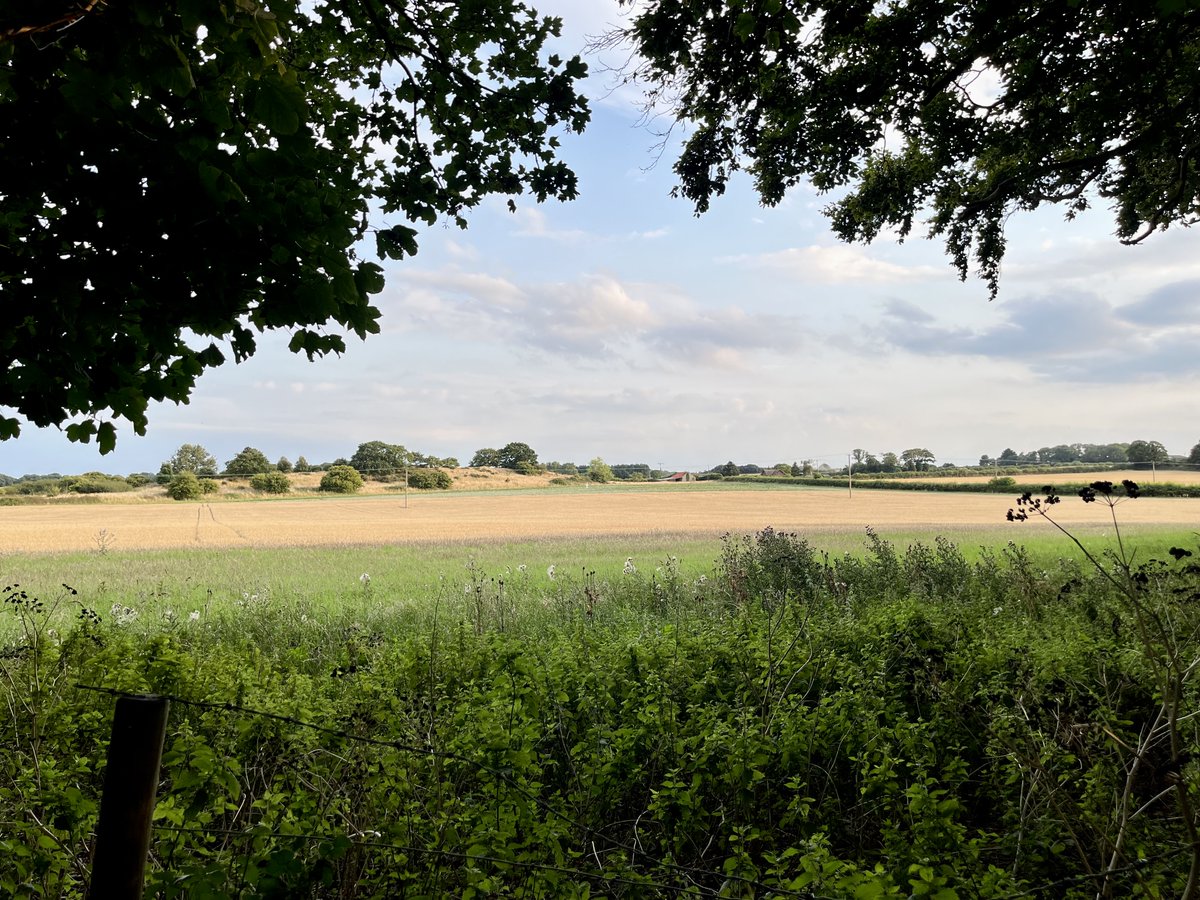 Tonight is Lammas Eve: swifts skimming over the fading gold of the fields, seedheads erupting like strange little ghosts, clouds scudding past as the light drains out of the sky ... and of course, as ever this summer, that inevitable scarecrow.