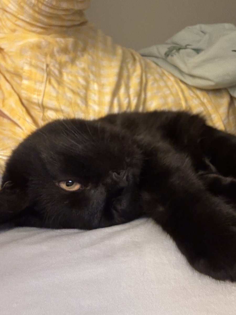 My baby Winston feels like Toothless in cat form. Same big, beautiful eyes and goofy looks 🖤