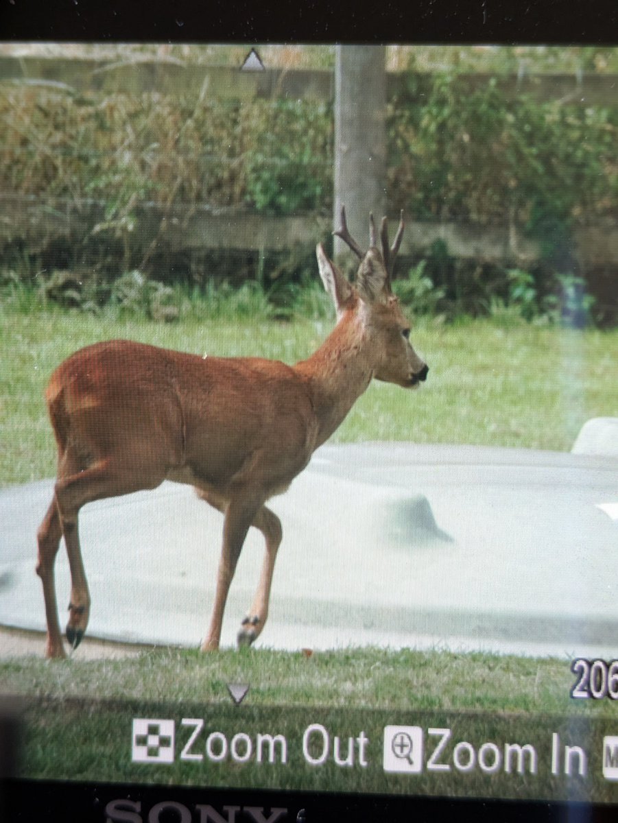 Test match viewing interrupted by visitor rather closer than usual. Jumped the fence out of view behind bush. I'm wondering about winter feeding and not just birds.