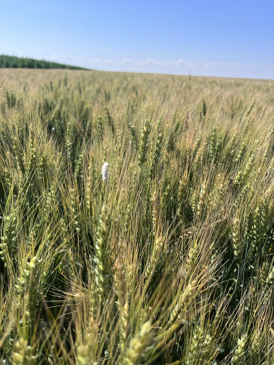voss_ag's tweet photo. Lots of Cotesia cocoons this year in Southern Alberta.
Watch out for wheat head armyworms
@tylerwist, are you still looking looking for samples?
#abbugchat https://t.co/pHgXFd4fRz