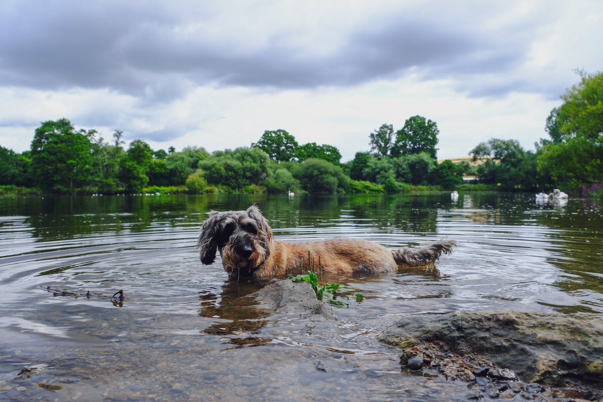 Yesterday we had a little potter around Totnes Weir. Beyond this point the river is tidal. On the far side from Dolly we saw two seals swimming 🦭🤩