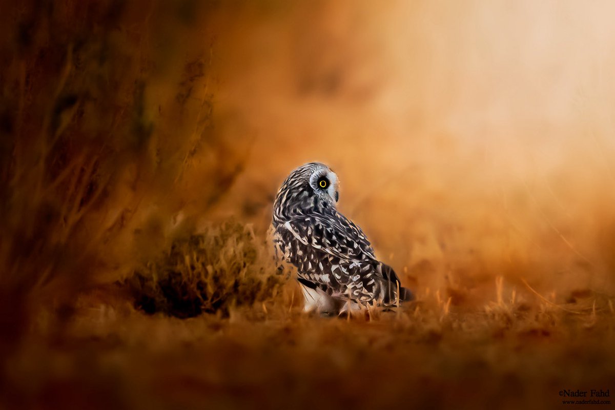 أجمل اللحظات
حين تلتقي بمن بحثت عنه لسنوات
،، 
طائر البومة الصمعاء وتعرف بقصيرة الأذنين Short-eard Owl
زائر شتوي من طيور منطقتي #الجوف