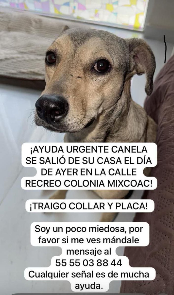 Sandra Segovia. Todos Somos Animales sí también tú (@segoviasan) on Twitter photo #CDMX ayúdanos a encontrar a Canela
<a href="/MascotasSismo/">Mascotas Sismo</a> @CaninaAmber <a href="/UbicapetMexico/">UBICAPET MÉXICO</a> <a href="/PerrosPerdidosA/">Mascotas perdidas</a> <a href="/PerrosPerdidosA/">Mascotas perdidas</a> <a href="/PrrosPerdidosMX/">PerrosPerdidosMx</a> <a href="/PerdiMiMascota/">PerdiMiMascota</a> <a href="/PerdiDogsMx/">PerdiDogsMx</a> <a href="/lawera33/">Perros Encontrados sin su dueño</a> <a href="/mascotasdifunde/">Difusión de mascotas</a> #CDMX ayúdanos a encontrar a Canela
<a href="/MascotasSismo/">Mascotas Sismo</a> @CaninaAmber <a href="/UbicapetMexico/">UBICAPET MÉXICO</a> <a href="/PerrosPerdidosA/">Mascotas perdidas</a> <a href="/PerrosPerdidosA/">Mascotas perdidas</a> <a href="/PrrosPerdidosMX/">PerrosPerdidosMx</a> <a href="/PerdiMiMascota/">PerdiMiMascota</a> <a href="/PerdiDogsMx/">PerdiDogsMx</a> <a href="/lawera33/">Perros Encontrados sin su dueño</a> <a href="/mascotasdifunde/">Difusión de mascotas</a>