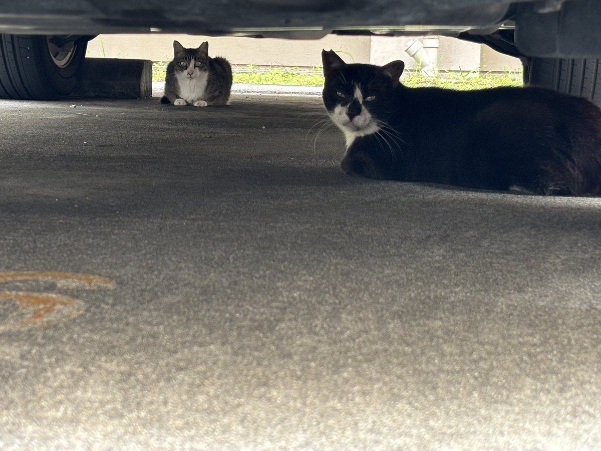 おはようございます☀️
金曜日

今日はハイビスカスの日
花言葉「あなたを信じます」

猫ちゃん達の避暑地🤭

今日は推しが北海道のお祭りを盛り上げてくるそう！
私はお仕事頑張って来ます💪

8月もよろしくお願いします🙇‍♀️
良い1日になりますように✨