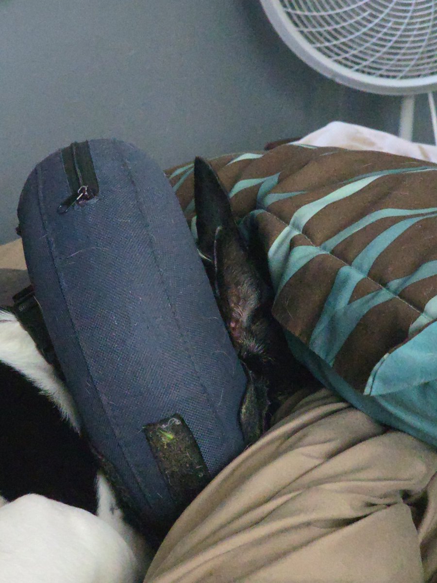 What is my dog doing...