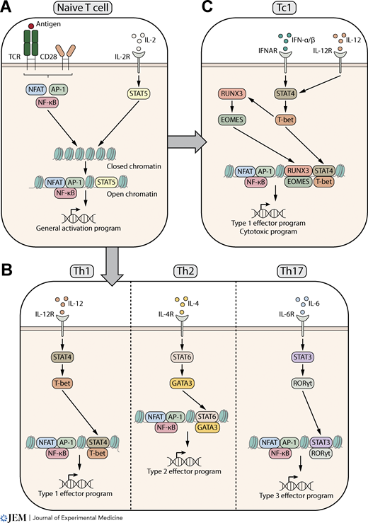 Rockefeller U. Press (@rockupress) on Twitter photo In <a href="/JExpMed/">Journal of Experimental Medicine</a>, Metzemaekers et al. review how memory T cells fight infections & #cancer by retaining epigenetic “memories” that enable the rapid reactivation of inflammatory genes, and how such epigenetic mechanisms may fuel T cell dysfunction in disease hubs.la/Q03zNqhs0 In <a href="/JExpMed/">Journal of Experimental Medicine</a>, Metzemaekers et al. review how memory T cells fight infections & #cancer by retaining epigenetic “memories” that enable the rapid reactivation of inflammatory genes, and how such epigenetic mechanisms may fuel T cell dysfunction in disease hubs.la/Q03zNqhs0
