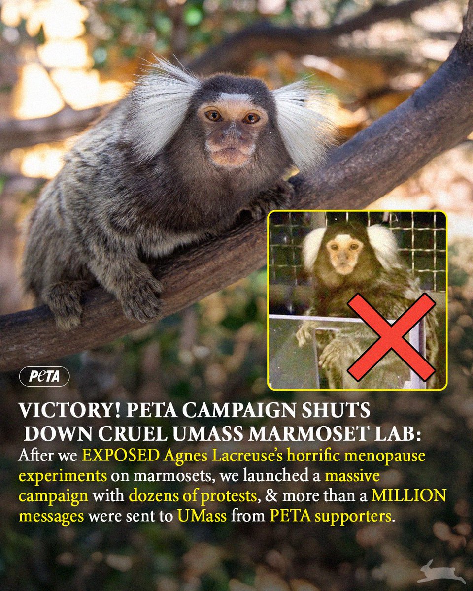 PETA (@peta) on Twitter photo BREAKING News for marmosets 🎉🐒
PETA's campaign CLOSED Agnes Lacreuse's <a href="/UMassAmherst/">UMass Amherst</a> lab of horrors!
Want to check out how PETA made this happen & what labs we’ll be shutting down next? 👇
peta.vg/43hp BREAKING News for marmosets 🎉🐒
PETA's campaign CLOSED Agnes Lacreuse's <a href="/UMassAmherst/">UMass Amherst</a> lab of horrors!
Want to check out how PETA made this happen & what labs we’ll be shutting down next? 👇
peta.vg/43hp