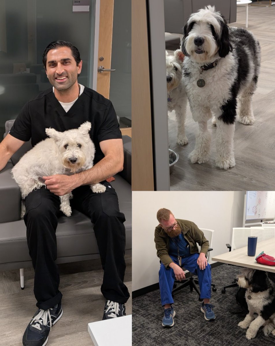 Radiology of USC (@radiologyusc) on Twitter photo As the dog days of summer approach, Cookie and Merlyn dropped by our Neuroradiology Fellows conference, ready to dispense stress relief for the low-low cost of doggie treats. 😅😍
#Radiology #Neuroradiology #Wellbeing #doggos As the dog days of summer approach, Cookie and Merlyn dropped by our Neuroradiology Fellows conference, ready to dispense stress relief for the low-low cost of doggie treats. 😅😍
#Radiology #Neuroradiology #Wellbeing #doggos