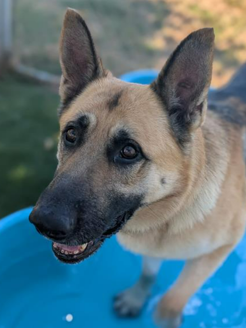 💔🆘💔Stunning full size #GermanShepherd ATTILA was adopted from Downey #California ACC and returned the next day. 3 y, 7 m old, 99 lb. In need of a home with experienced gsd paw parents🙏 He's on the euth list😱 info⬇️ #A5709274