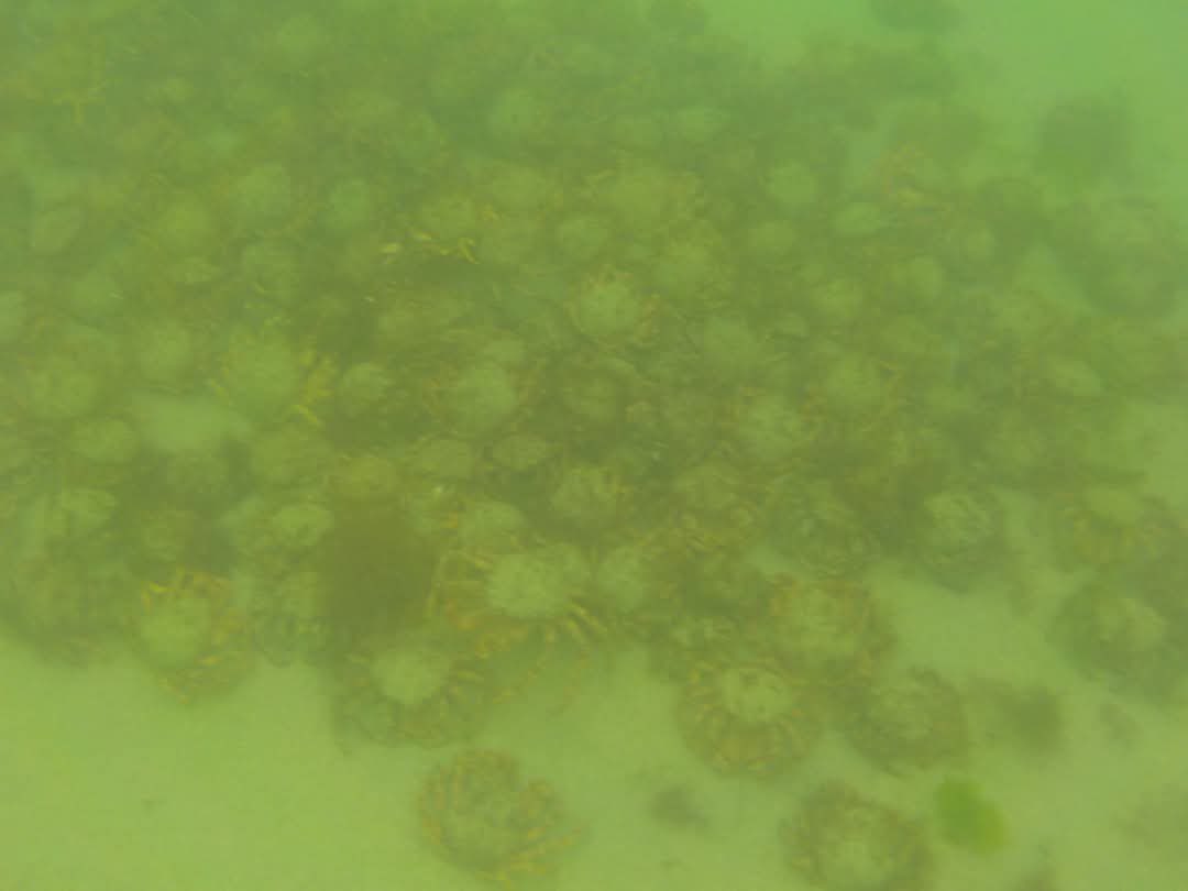 Tonight’s swim the crabs gathering for their annual malt and a cat shark who ate crab for his supper