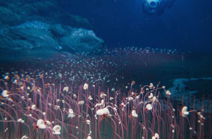WoRMS (@wrmarinespecies) on Twitter photo Deepest-known animal communities found nearly 10 km below sea in Mariana Trench phys.org/news/2025-07-d… #marinespecies Deepest-known animal communities found nearly 10 km below sea in Mariana Trench phys.org/news/2025-07-d… #marinespecies